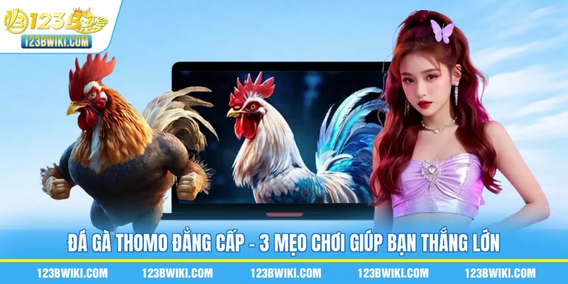 Đá Gà Thomo Đẳng Cấp - 3 Mẹo Chơi Giúp Bạn Thắng Lớn