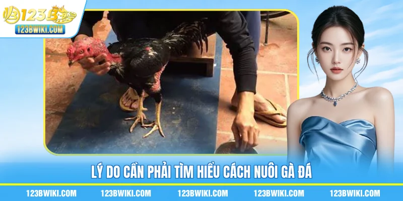 Lý do cần phải tìm hiểu cách nuôi gà đá